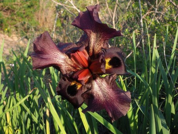 IRIS ATROPURPUREA Baker – kosatec