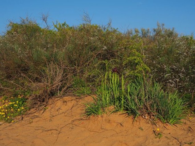 Iris atropurpurea