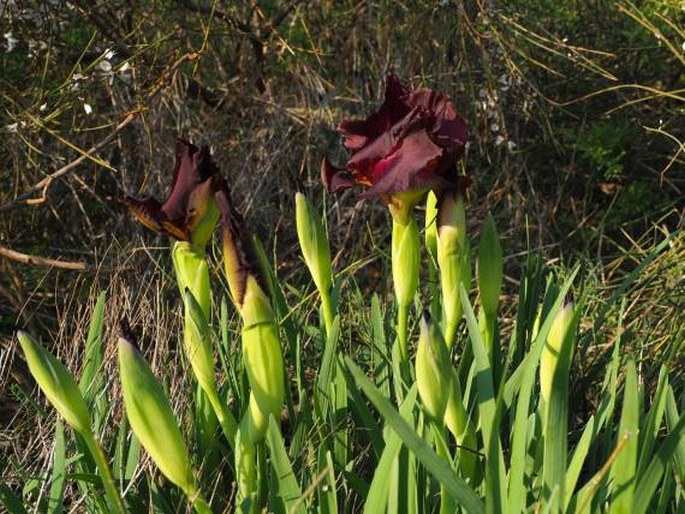 Iris atropurpurea