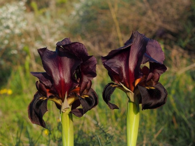 Iris atropurpurea