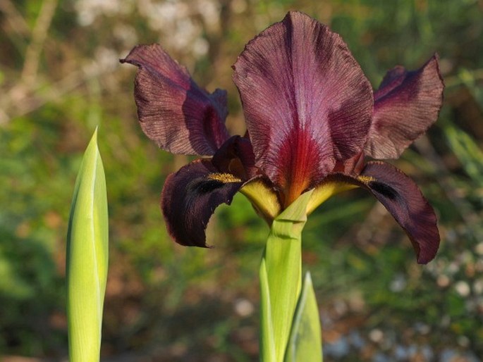 Iris atropurpurea