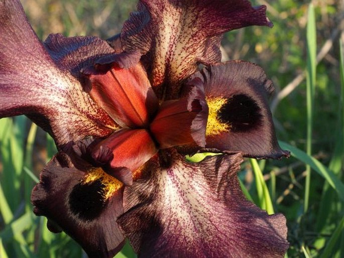 Iris atropurpurea