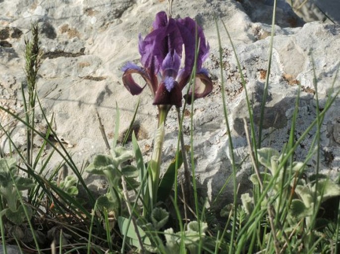 Iris pumila subsp. attica