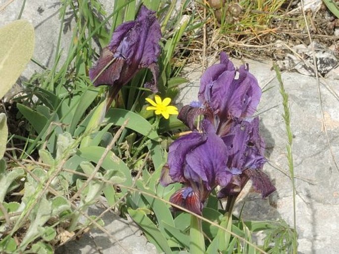 Iris pumila subsp. attica