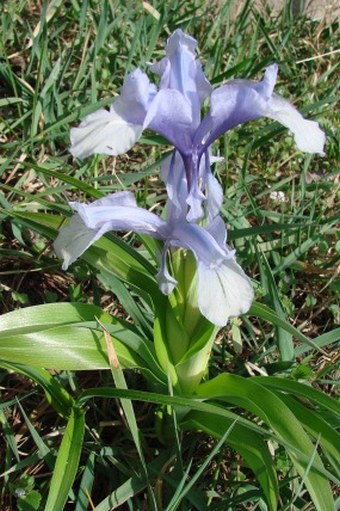 Iris aucheri