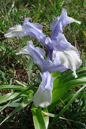 Iris aucheri