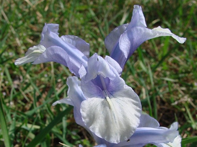 Iris aucheri