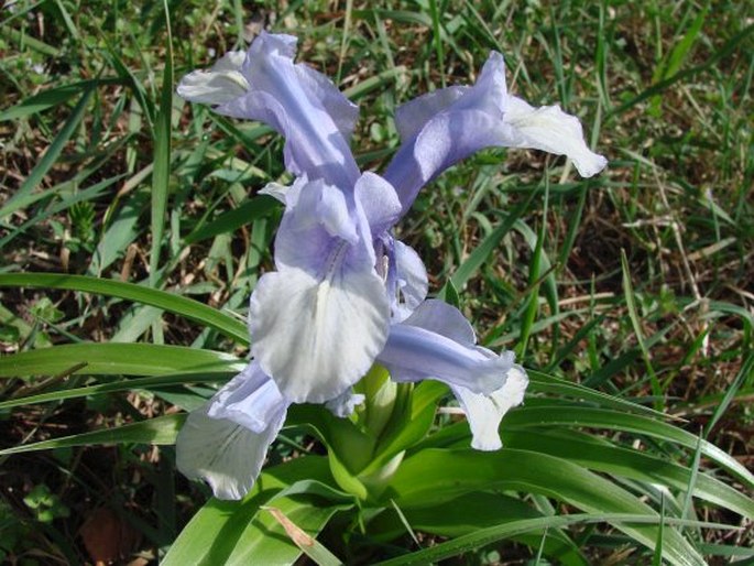 Iris aucheri