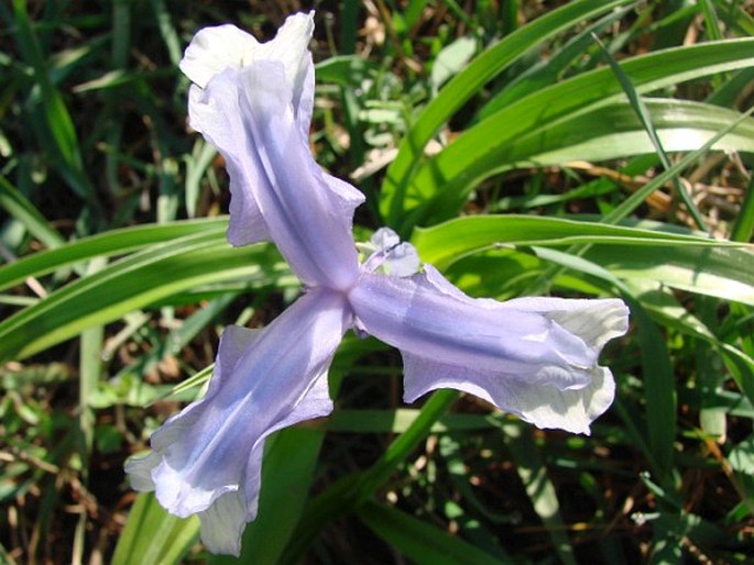 Iris aucheri