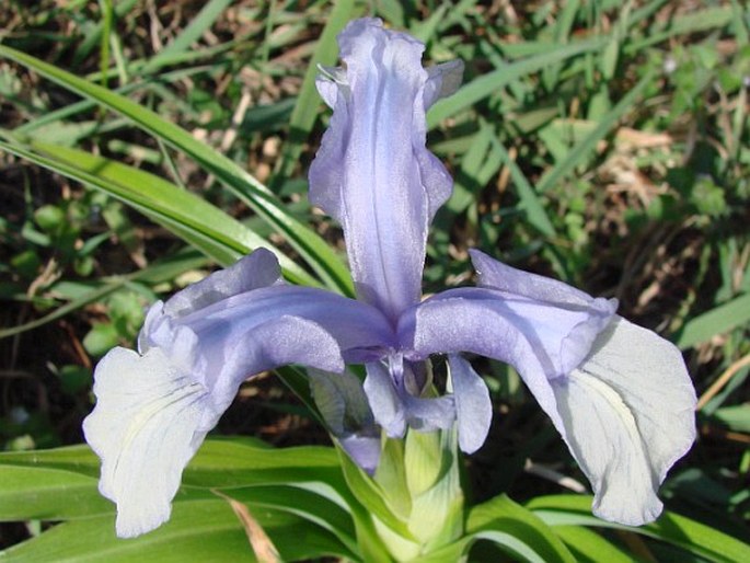 Iris aucheri