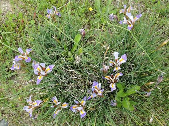 Iris unguicularis subsp. cretensis