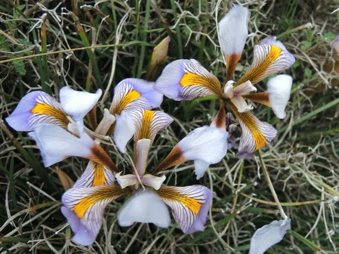 Iris unguicularis subsp. cretensis