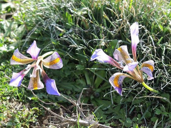 Iris unguicularis subsp. cretensis