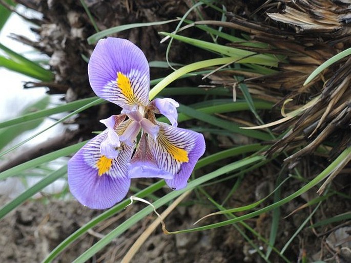 Iris unguicularis subsp. cretensis