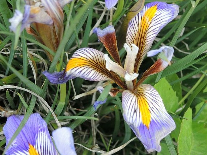 Iris unguicularis subsp. cretensis