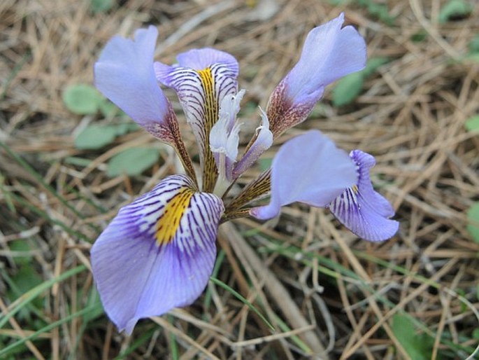 Iris unguicularis subsp. cretensis