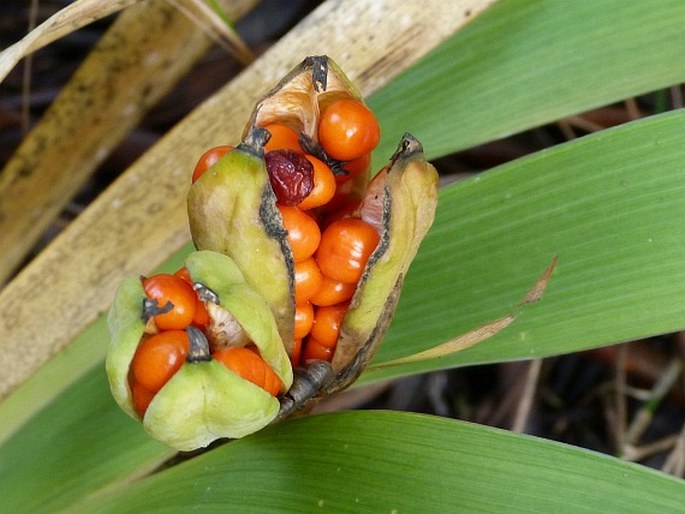 Iris foetidissima