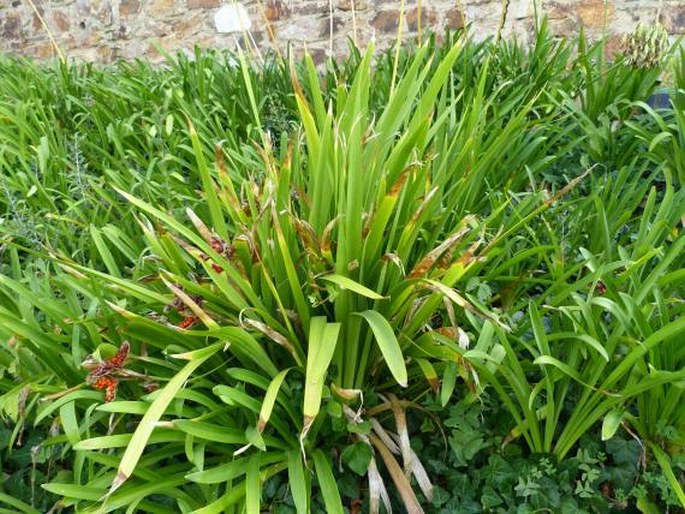 Iris foetidissima