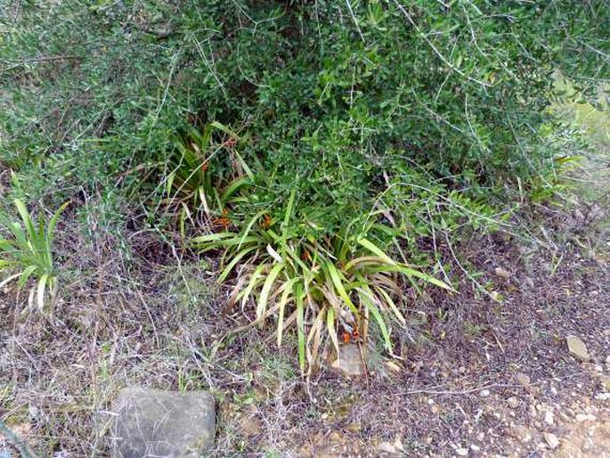 Iris foetidissima