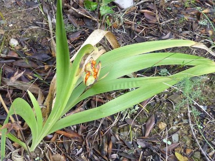 Iris foetidissima