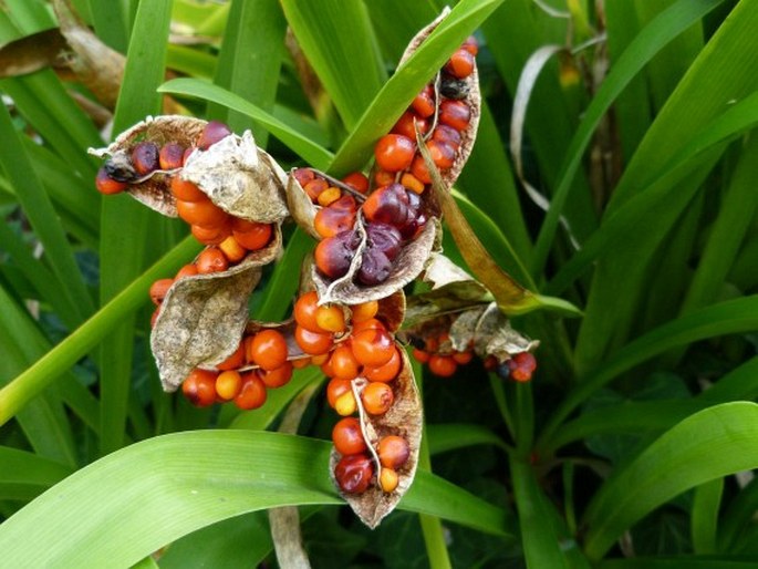 Iris foetidissima