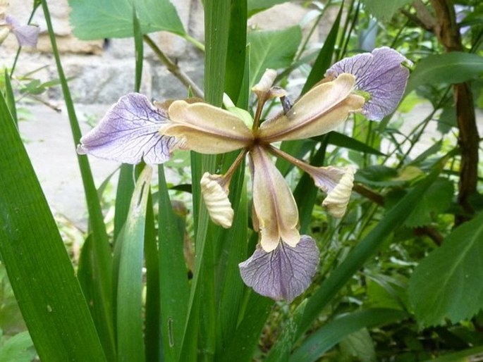 Iris foetidissima