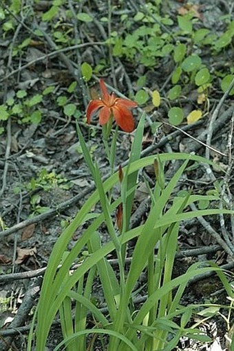 Iris fulva