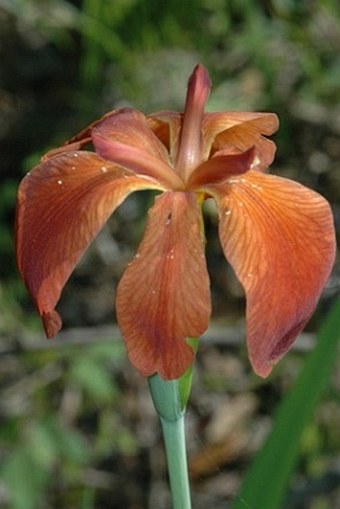 Iris fulva