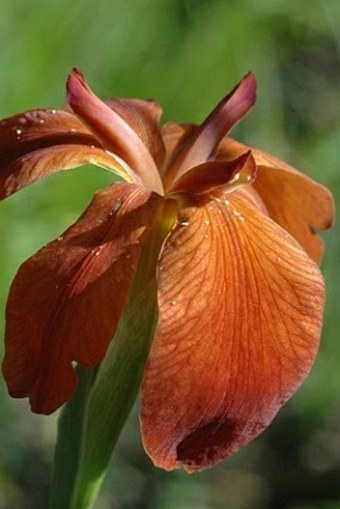 Iris fulva