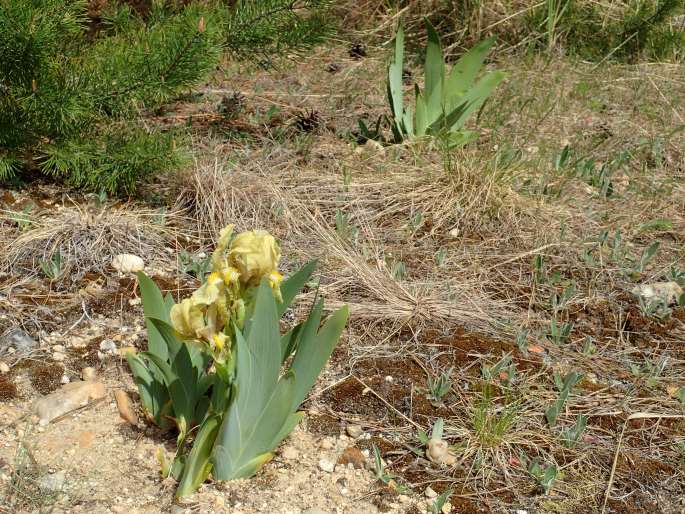 Iris imbricata