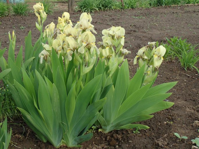 Iris imbricata