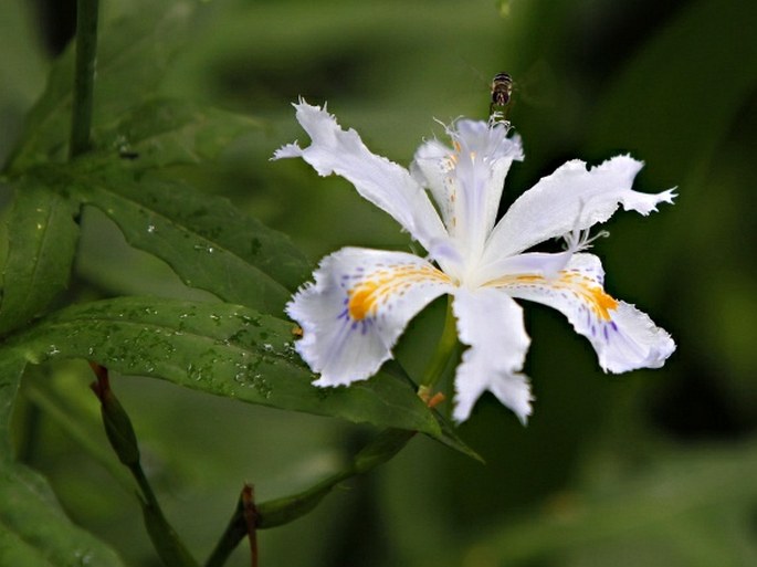 Iris japonica