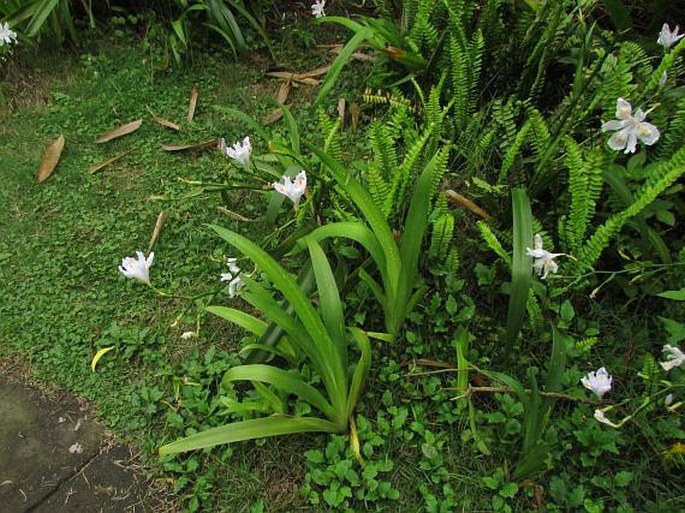 Iris japonica