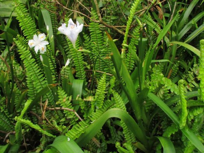 Iris japonica