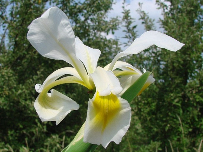 IRIS ORIENTALIS Mill.