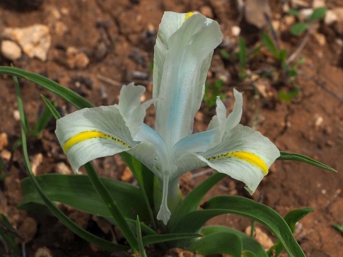 IRIS PALAESTINA (Baker) Boiss. – kosatec