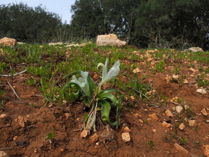 Iris palaestina