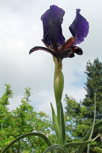 Iris paradoxa