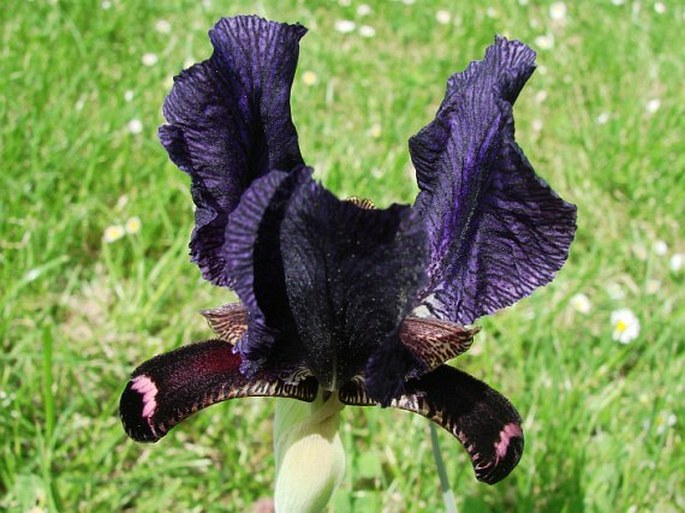 Iris paradoxa