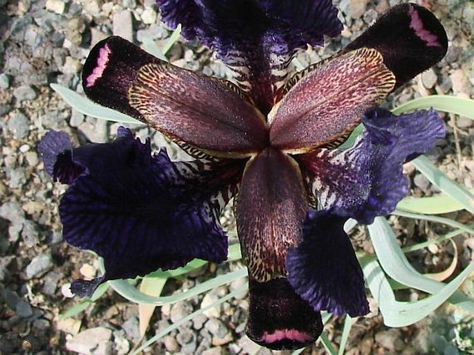 Iris paradoxa