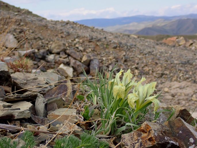 Iris potaninii