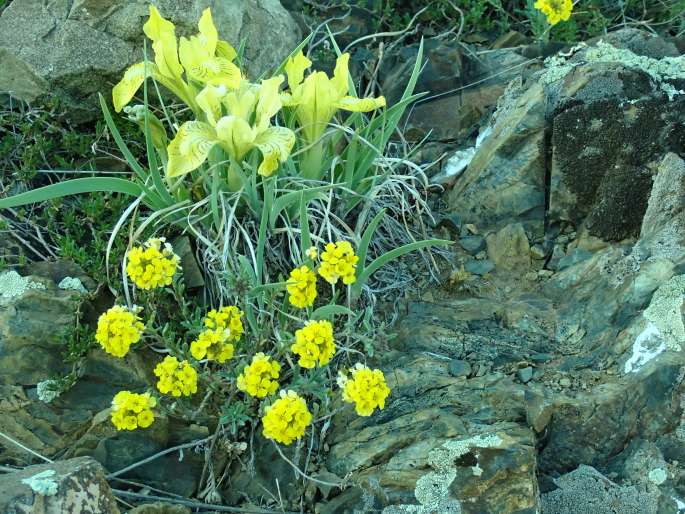 Iris potaninii