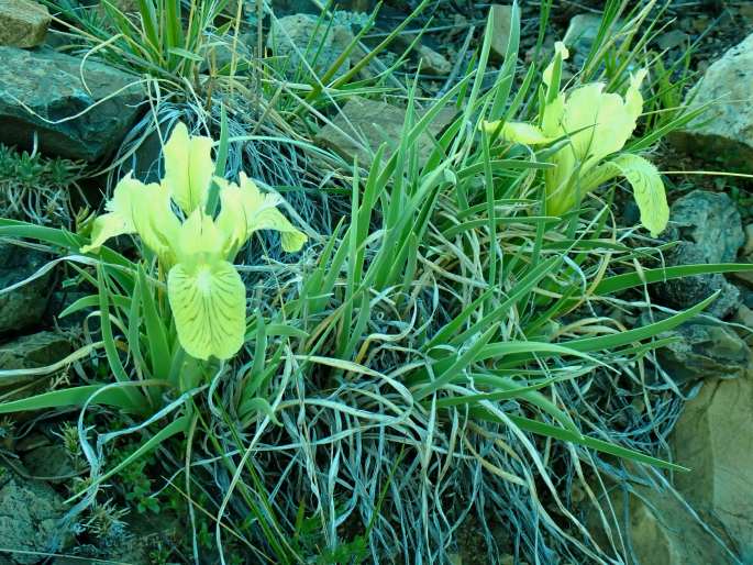 Iris potaninii