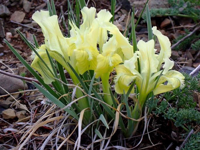 Iris potaninii