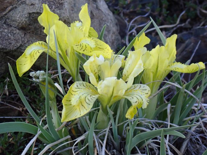 Iris potaninii