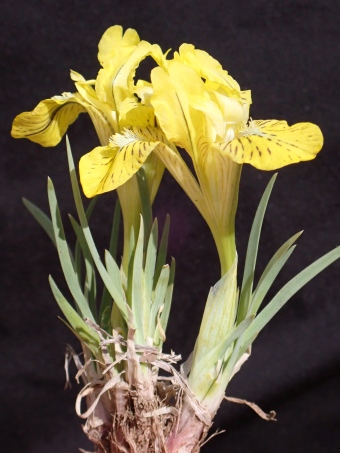 Iris potaninii