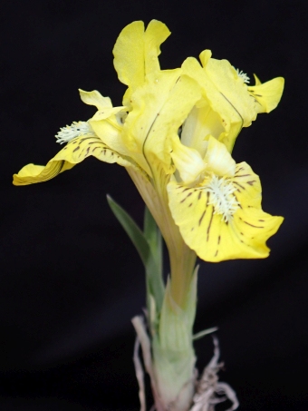 Iris potaninii