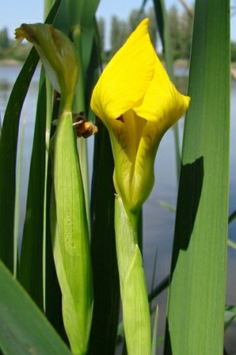 Iris pseudacorus