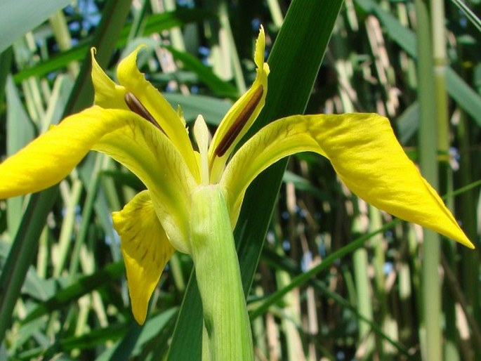 Iris pseudacorus