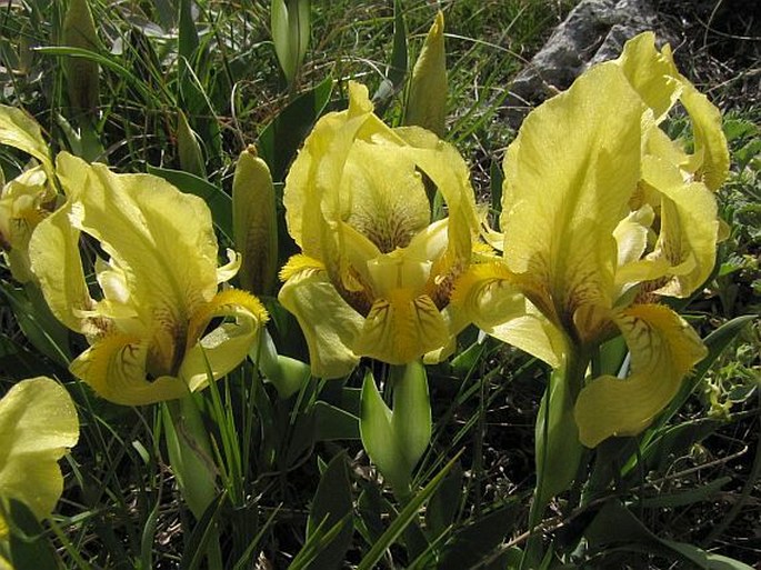 Iris reichenbachii